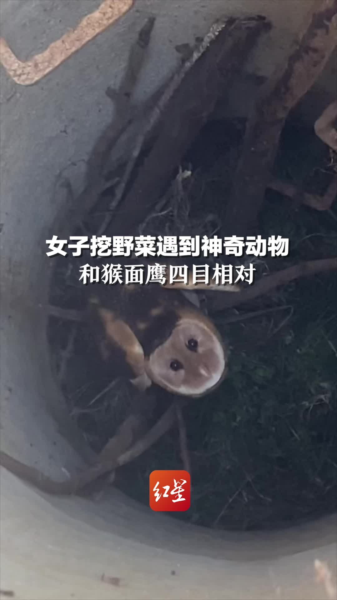 女子挖野菜遇到神奇动物，和猴面鹰四目相对