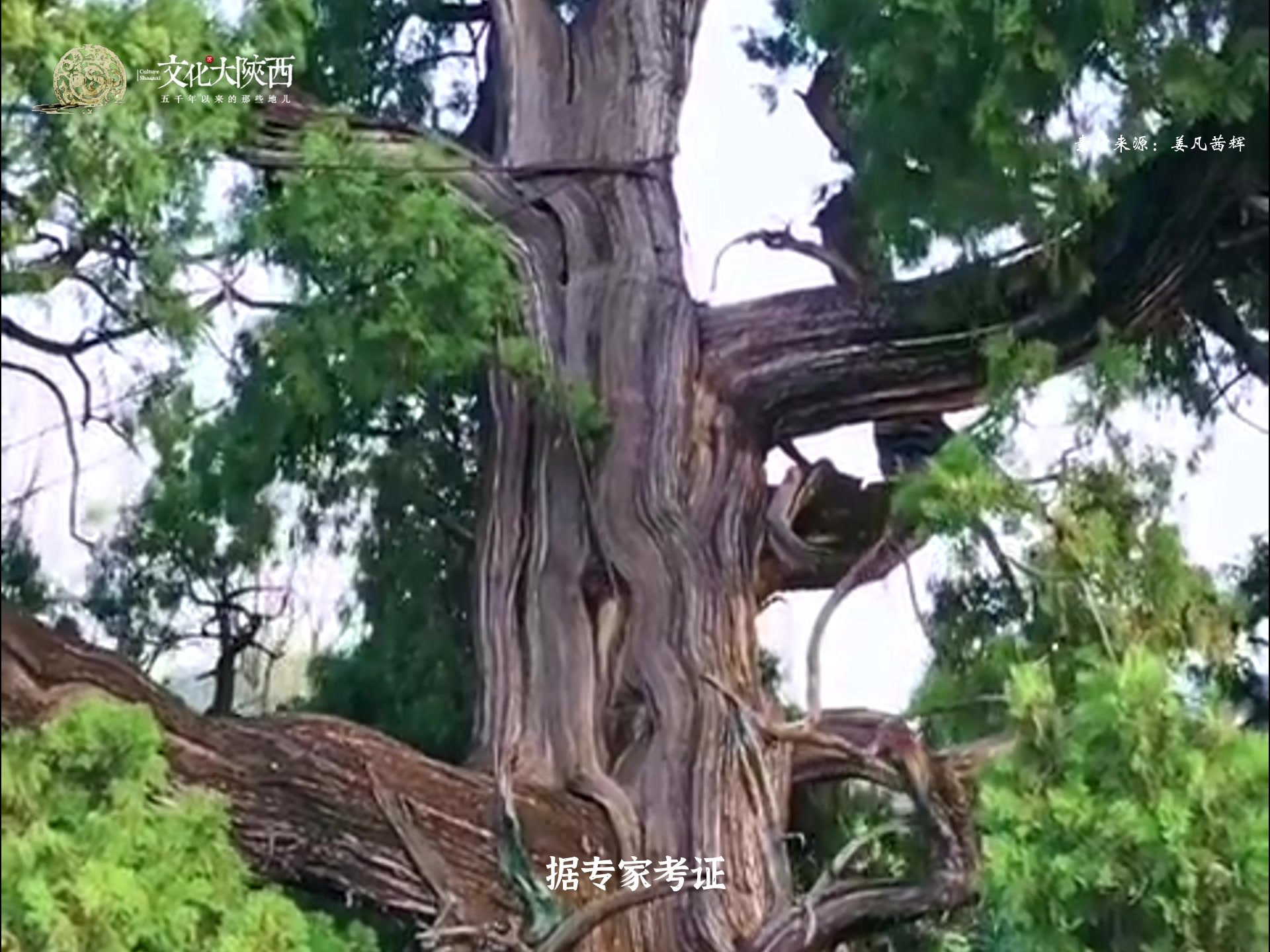 文化大陕西 | 黄陵柏