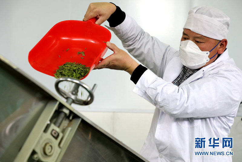 在甘肃省陇南市文县一茶叶加工厂，工人正在赶制春茶。新华网（刘欣瑜 摄）