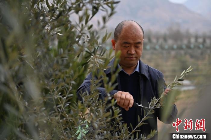 大山里的“油橄榄人”:28载护“一株树”凤凰网甘肃_凤凰网
