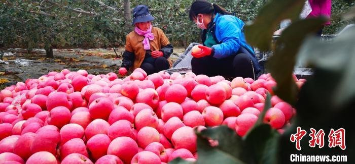 2021年10月，农户正在打理包装甘肃静宁苹果。(资料图) 魏建军 摄