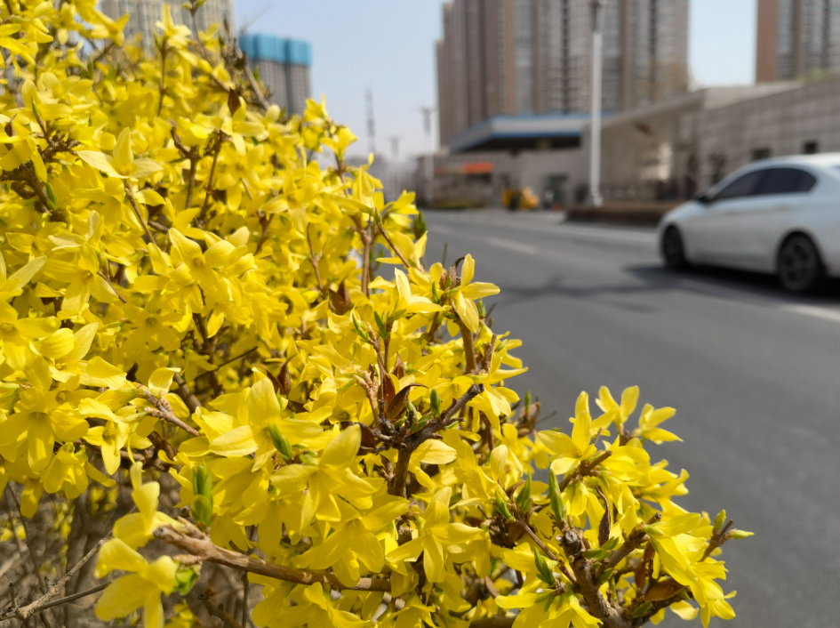 不入金城“花花世界” 怎知春色如许？