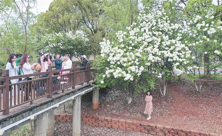 南昌渔舟湾湿地公园：绣球花绽放 春光无限好（图）