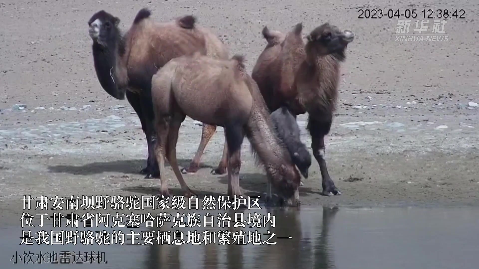 难得一见！神秘野骆驼宝宝现身甘肃