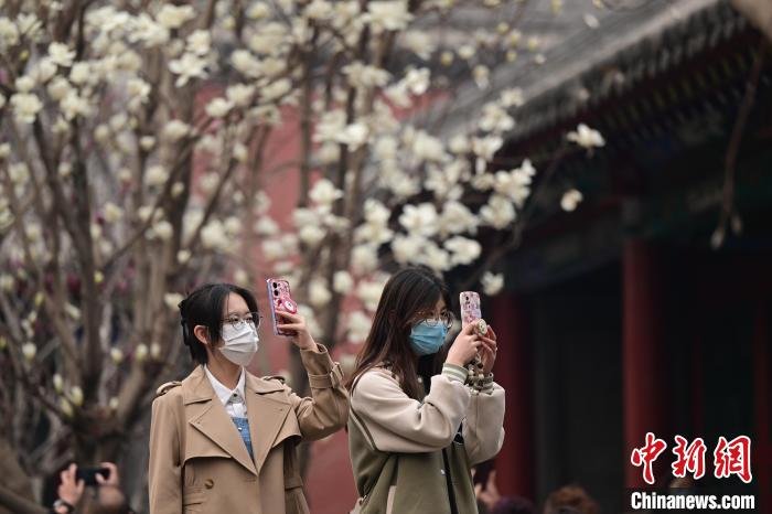 图为沈阳故宫博物院花开吸引大量游客。　于海洋 摄