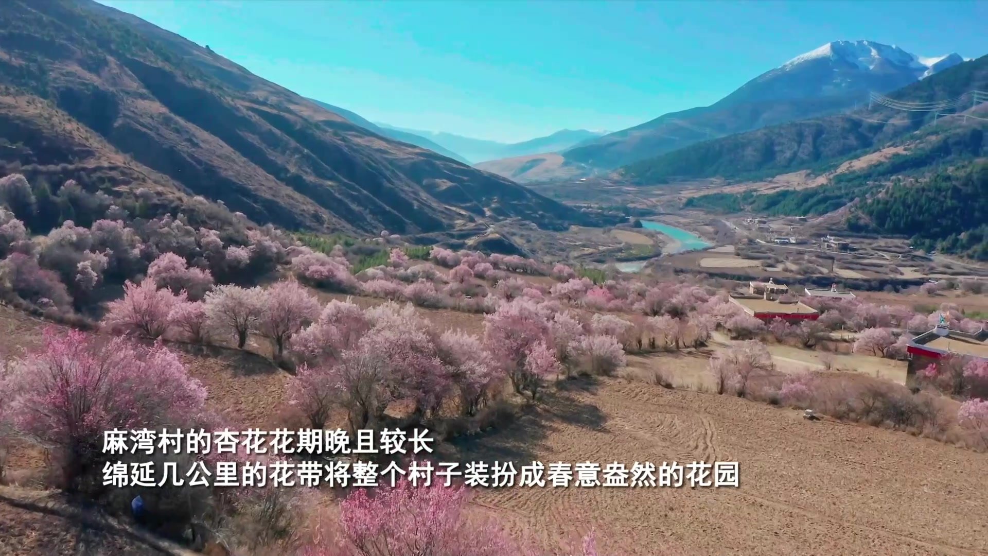 四川道孚：春到高原杏花俏