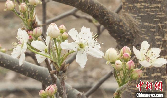 新疆兵团第三师图木舒克市6万余亩梨花绽放