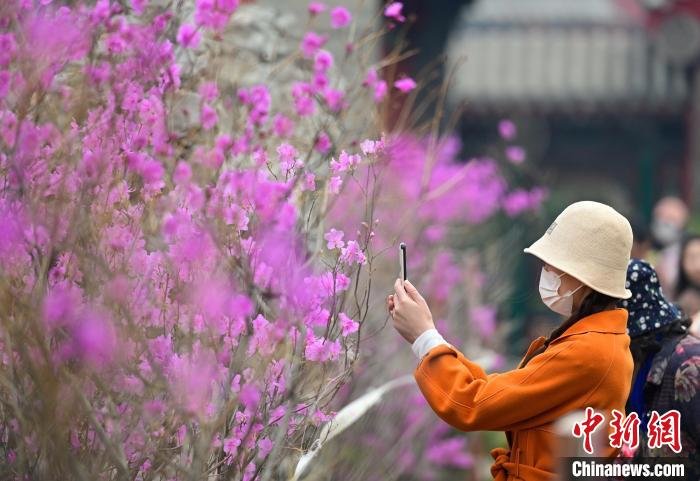 沈阳故宫鲜花绽放绘就别样的春日盛景