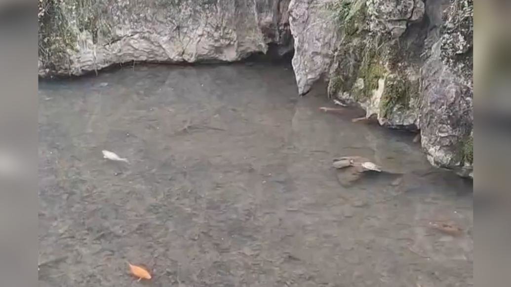 灵隐寺被放生的乌龟大量死亡，景区工作人员初判多为温室龟