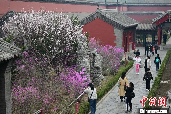 图为沈阳故宫博物院花开吸引大量游客。　于海洋 摄