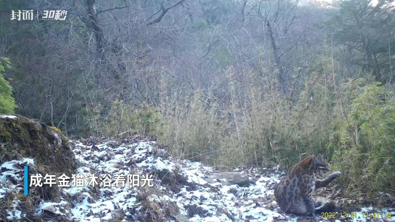 30秒｜大熊猫带幼崽 金猫晒太阳……四川唐家河记录到多位“大咖”同框打卡画面