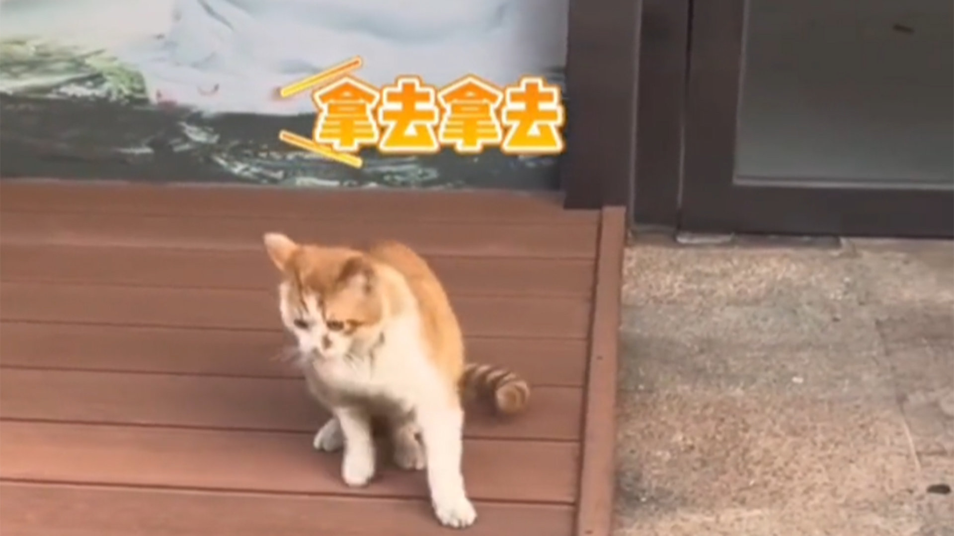 路人叫住叼着老鼠的猫咪，猫咪：客气什么，拿去