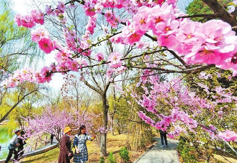 兰州西湖公园满园春色，花开飘香。摄影：瞿娟
