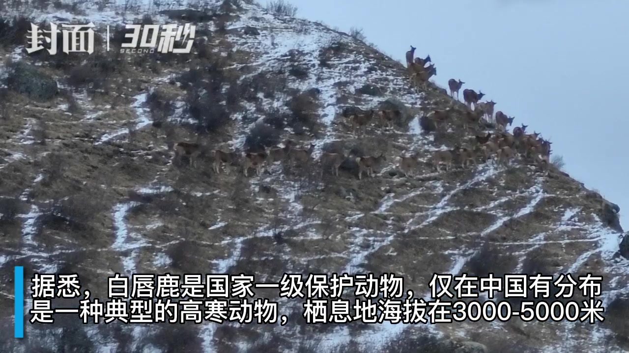 30秒｜偶遇“神鹿”公路边组团溜达觅食 民警暖心“劝返”归山