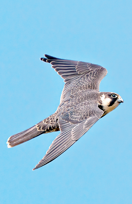 在武汉能遇见全国1/4的鸟类物种