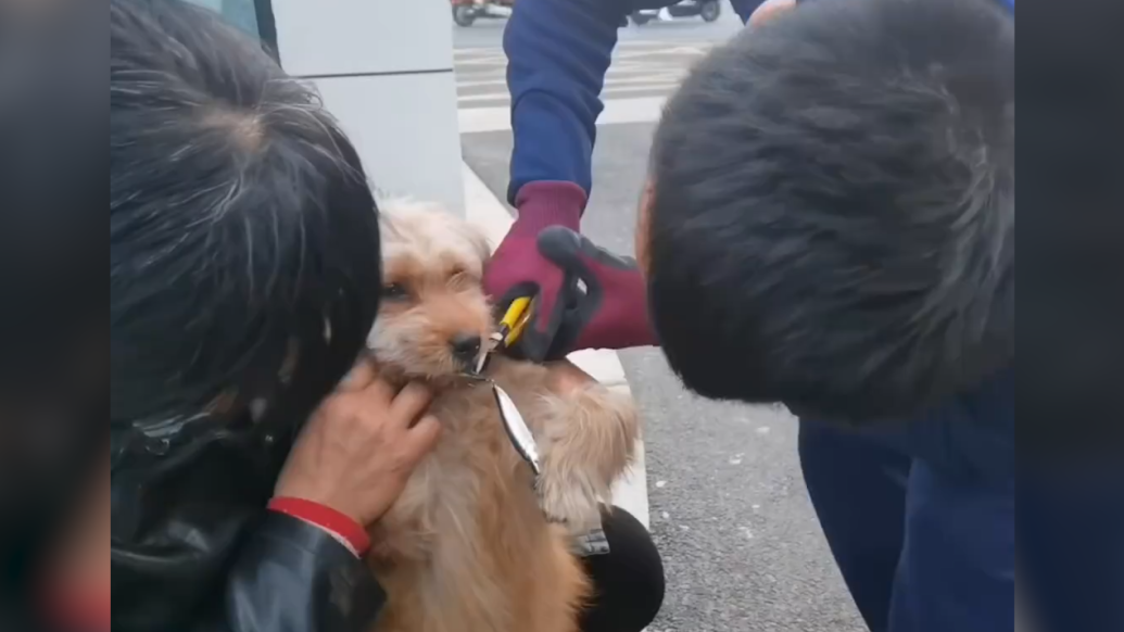 狗狗误食鱼钩，脱困后冲消防员摇尾巴