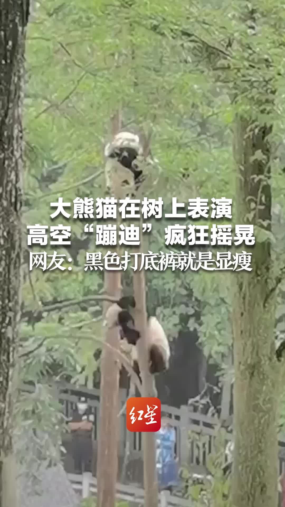 大熊猫在树上表演高空“蹦迪”疯狂摇晃，网友：黑色打底裤就是显瘦