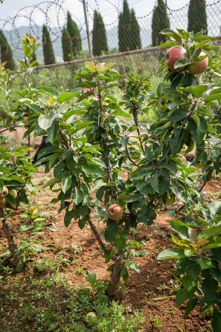 青砧106号－植株形态