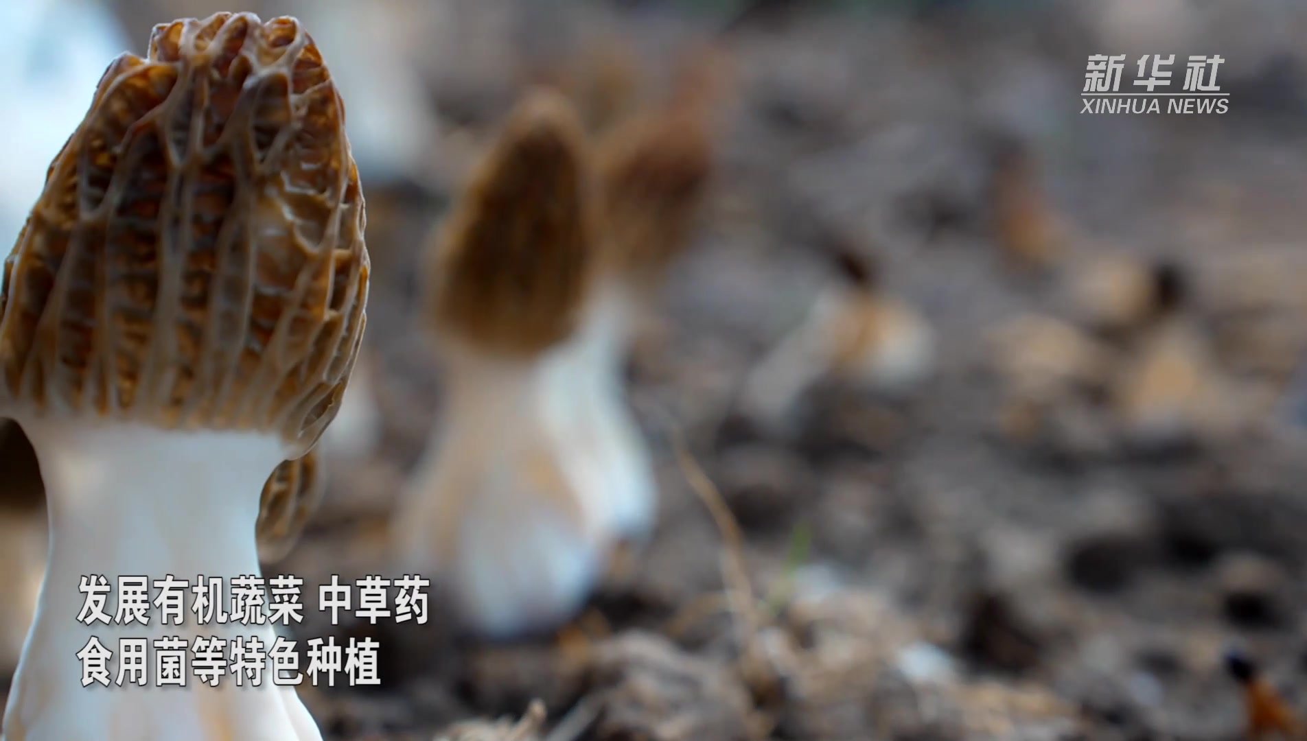 河北东光：羊肚菌抢“鲜”上市  特色产业助力乡村振兴