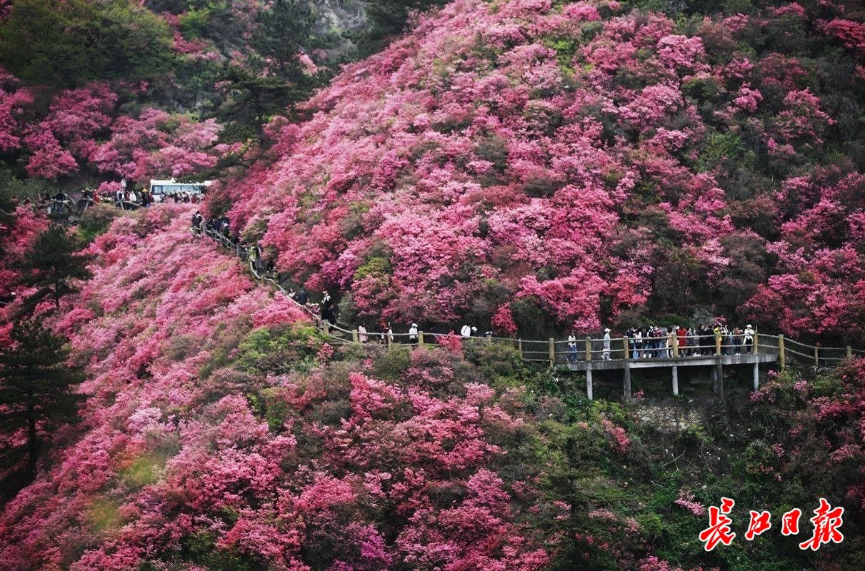 云雾山万亩杜鹃花进入最佳观赏期。记者何晓刚 摄