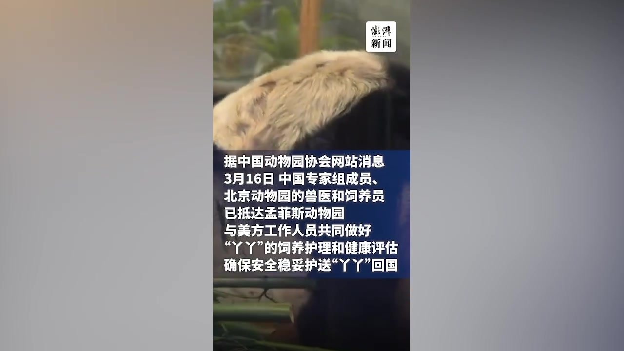 美国孟菲斯动物园：大熊猫“丫丫”将在园内待至4月底