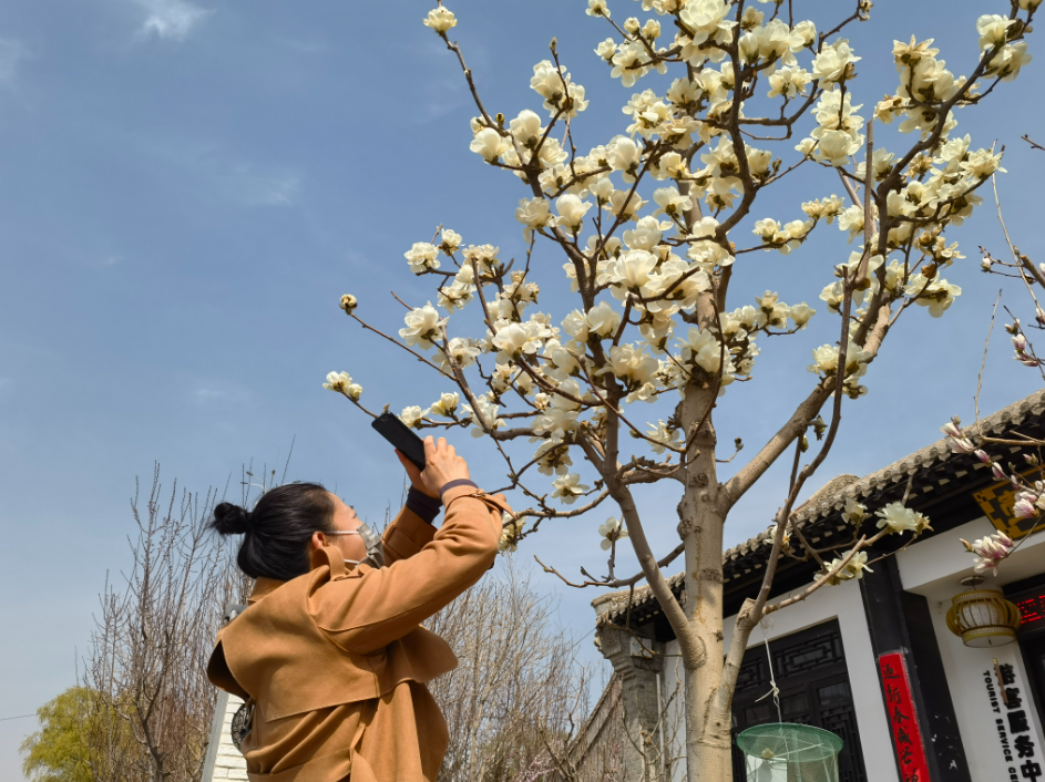 不入金城“花花世界” 怎知春色如许？