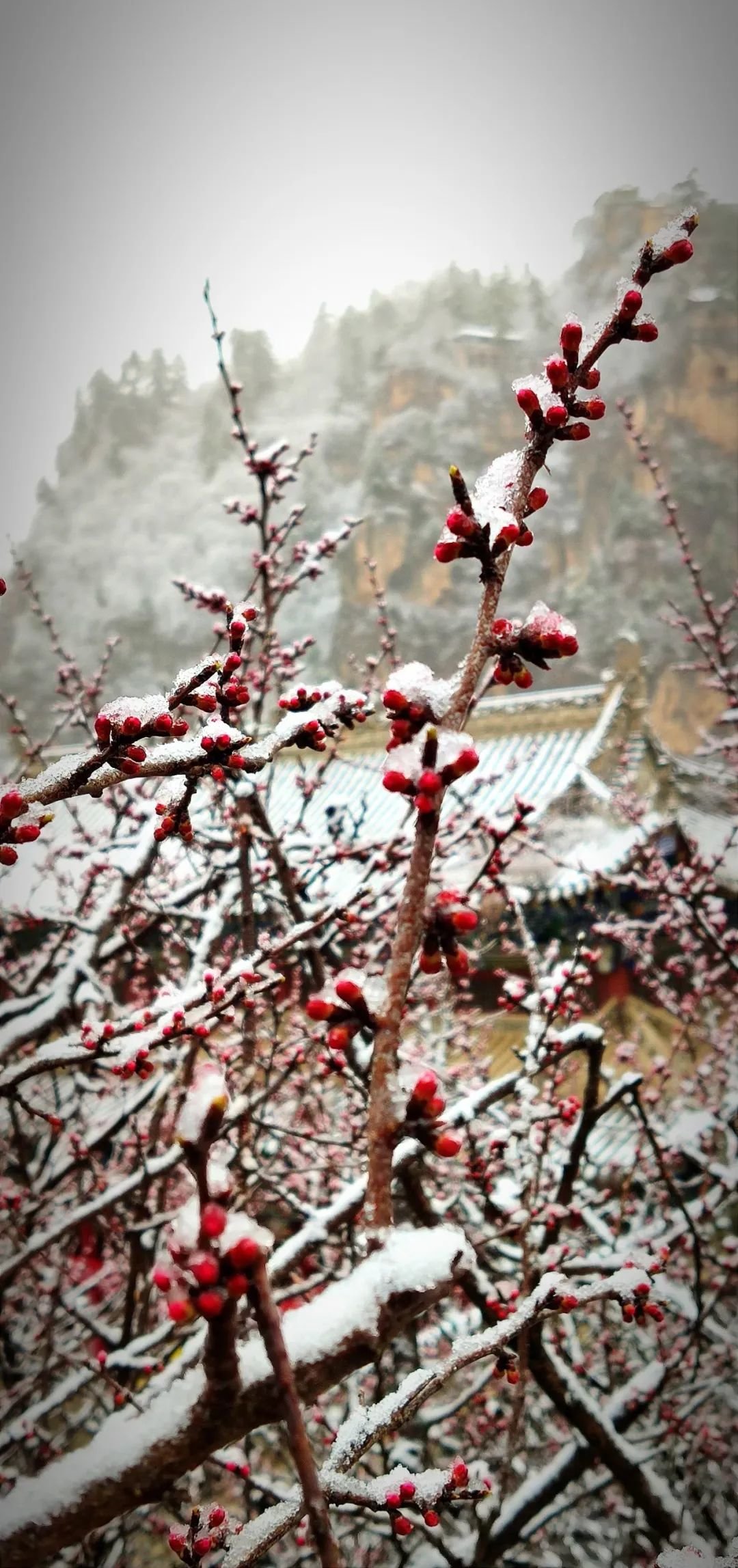 崆峒山的桃花雪：雪中赏花 花间看雪
