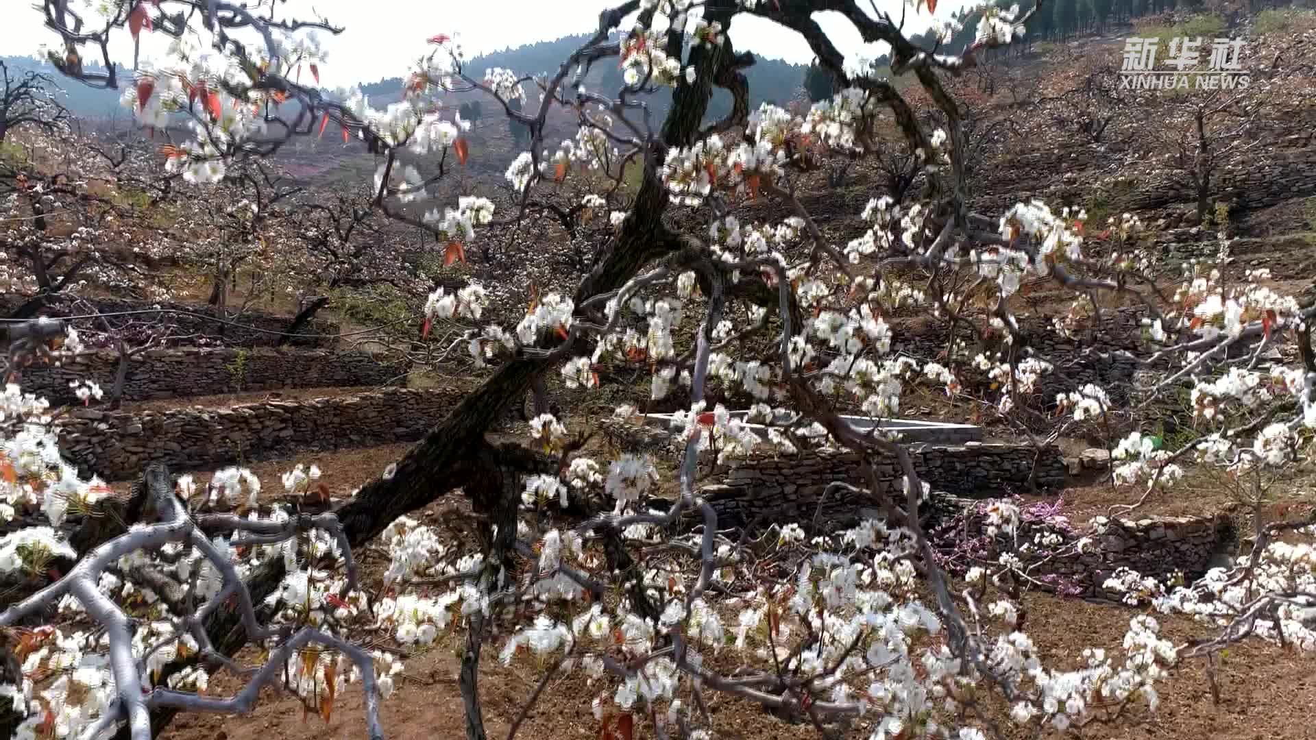 山东新泰：万亩梨树花开正茂  美了乡村醉了游人