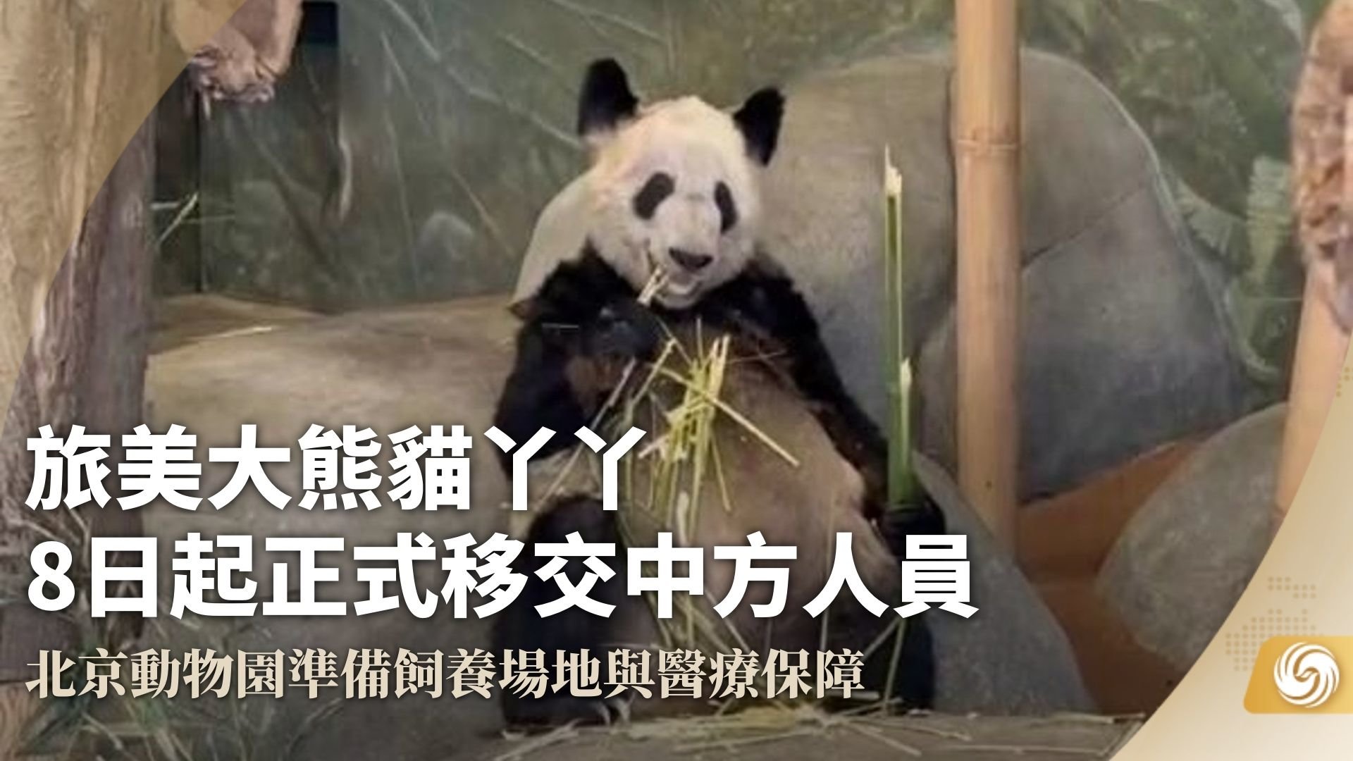 旅美大熊猫丫丫8日起正式移交中方人员_凤凰网视频_凤凰网
