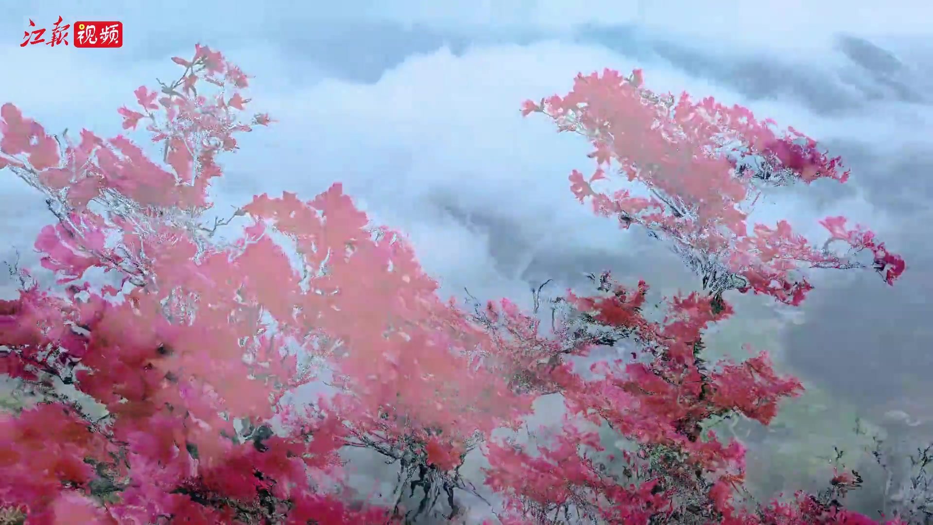 龙虎山上映山红