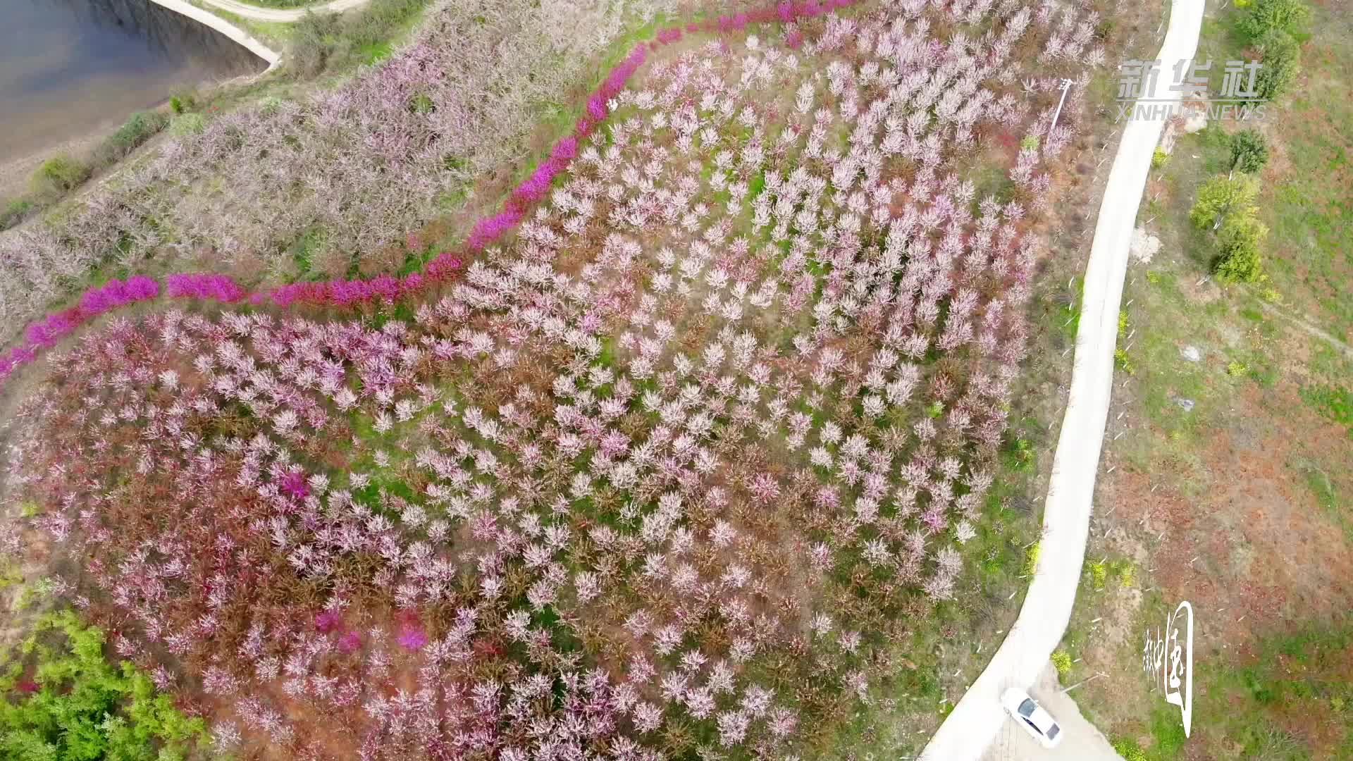 瞰中国｜湖北：不负人间芳菲日 南漳海棠花正开