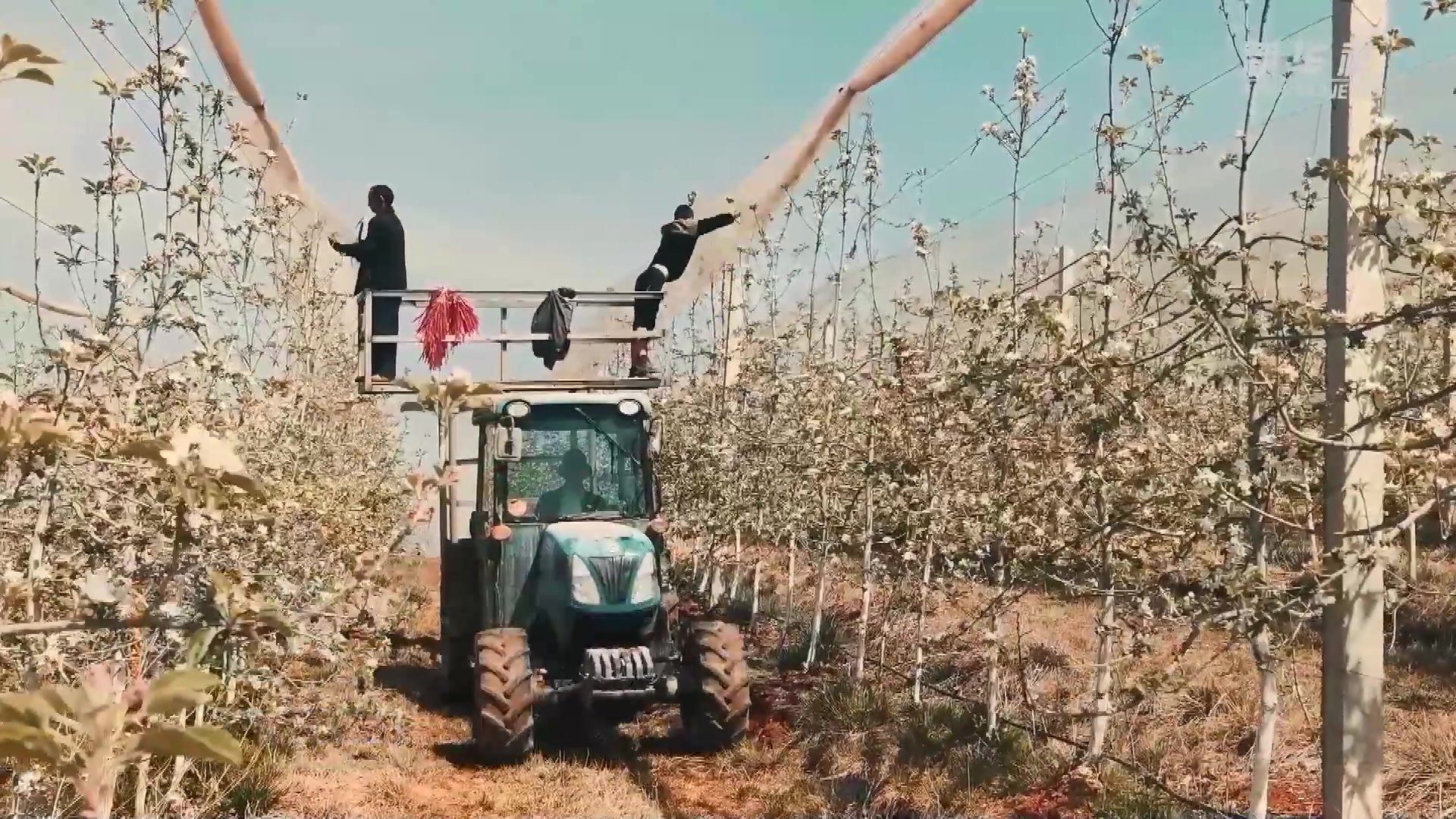 云南昭通：苹果花开孕育致富新希望