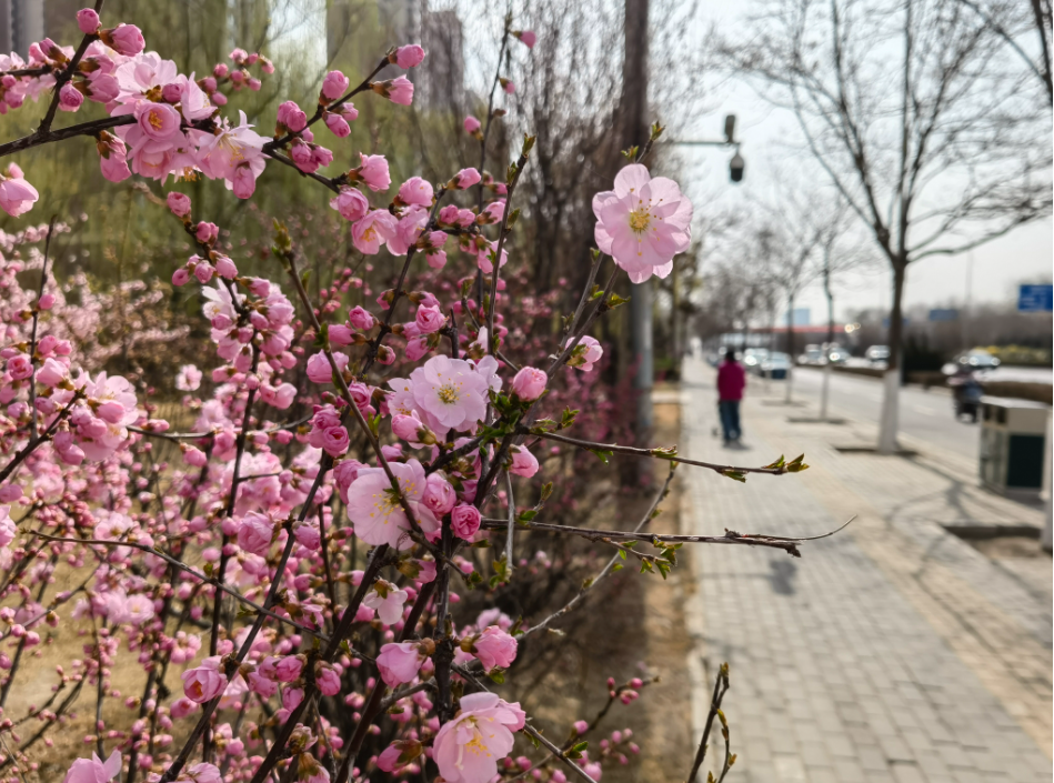 不入金城“花花世界” 怎知春色如许？