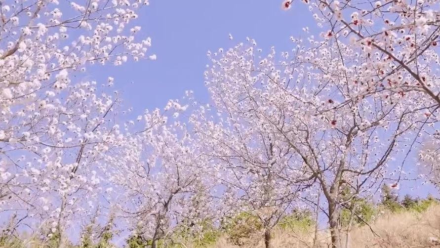 宁夏红寺堡区：邂逅春天