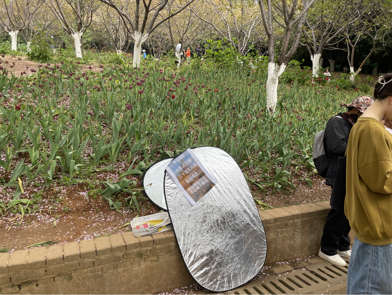 △4月2日下午4时，省植物园内的摄影摆摊。图/潇湘晨报记者 胡秋娴