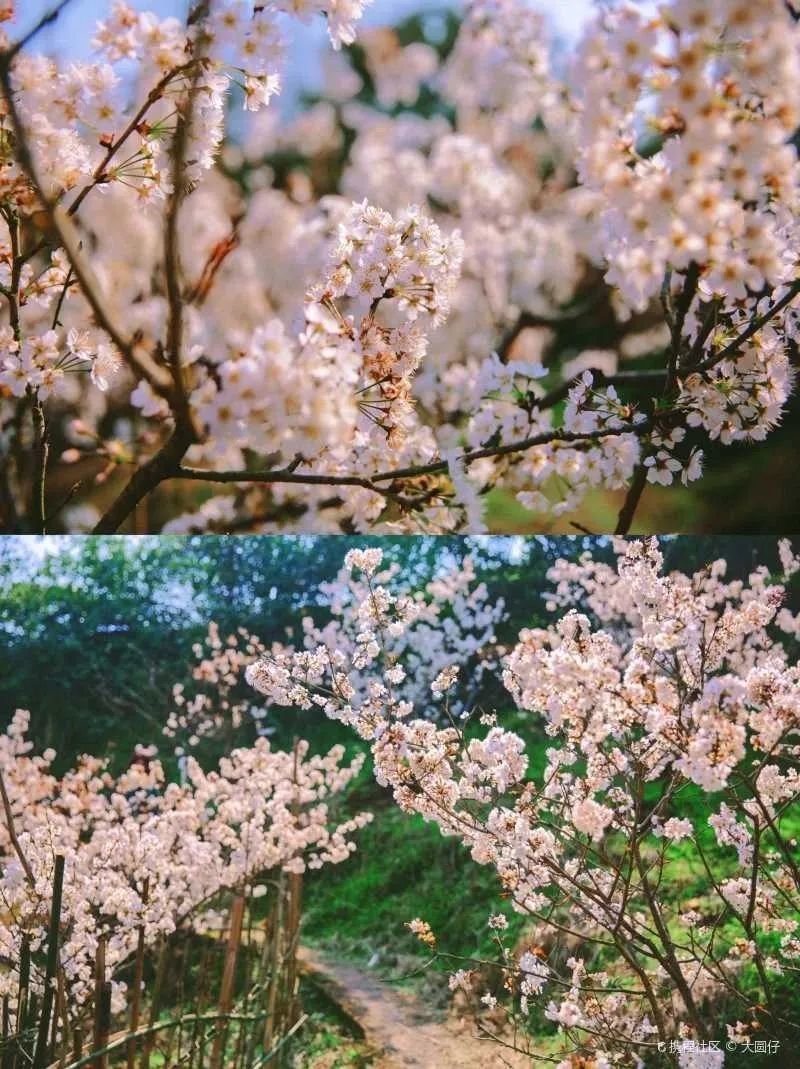 图 |携程社区@大圆仔