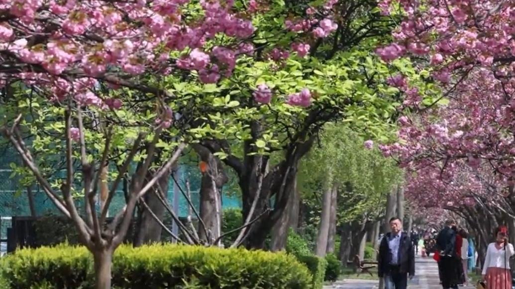 西安高新二路樱花绽放，吸引游人观赏打卡