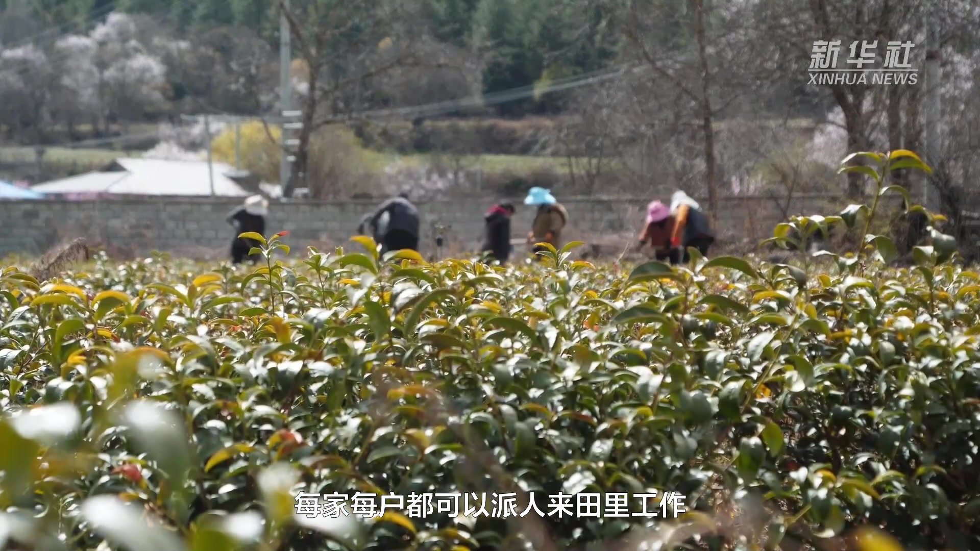 西藏波密：桃花下的茶田