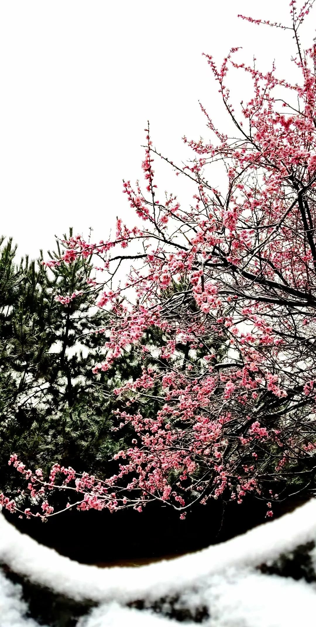 崆峒山的桃花雪：雪中赏花 花间看雪
