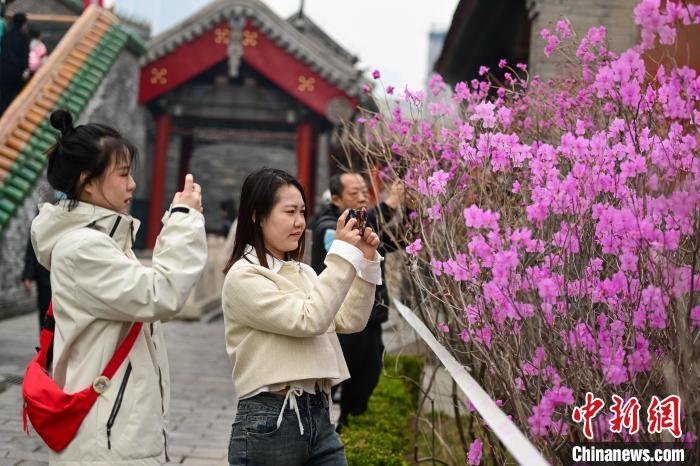图为沈阳故宫博物院花开吸引大量游客。　于海洋 摄