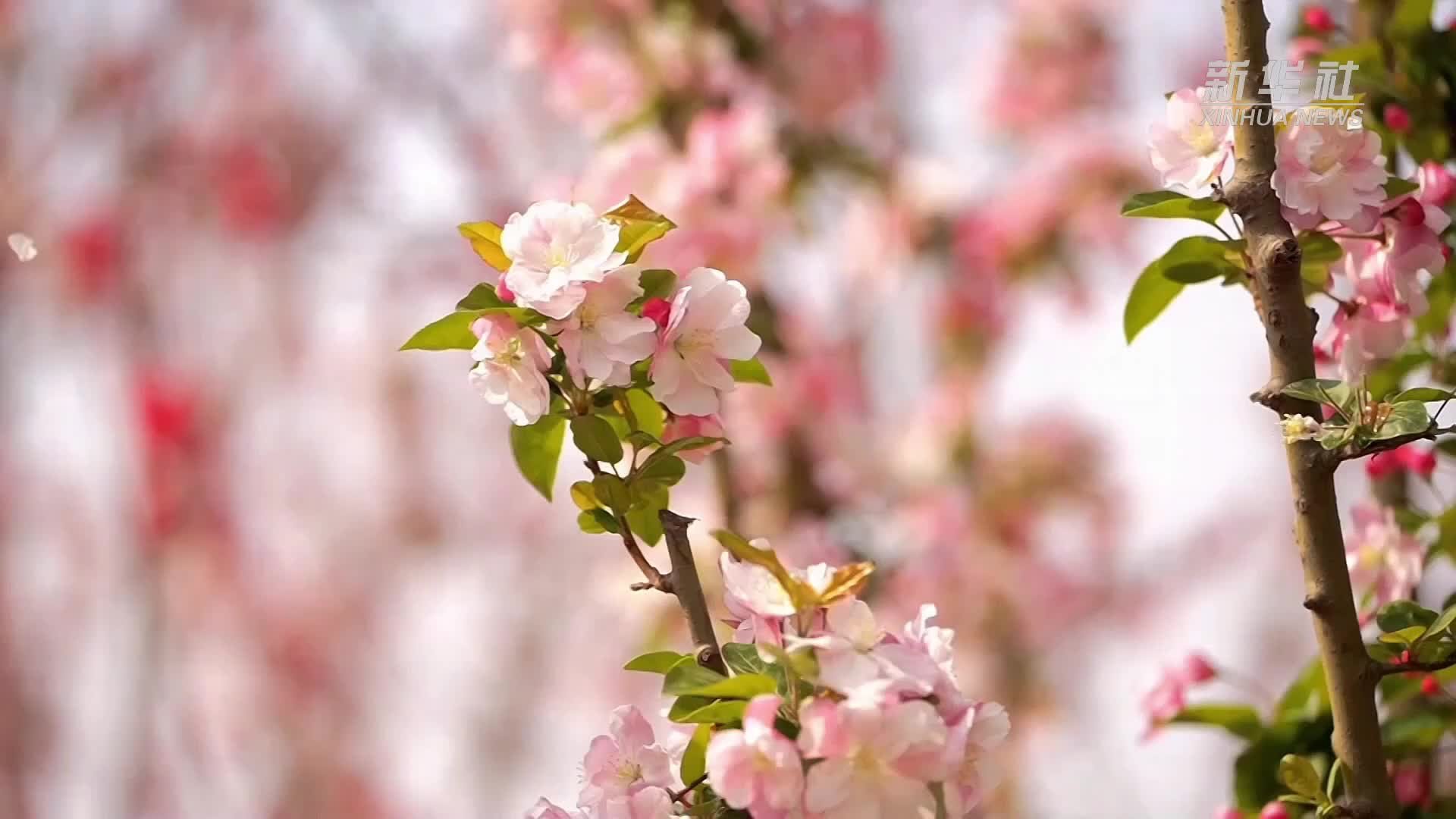 花开烂漫时 运河春色惹人醉