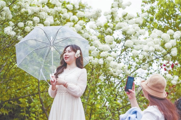 南昌渔舟湾湿地公园：绣球花绽放 春光无限好（图）