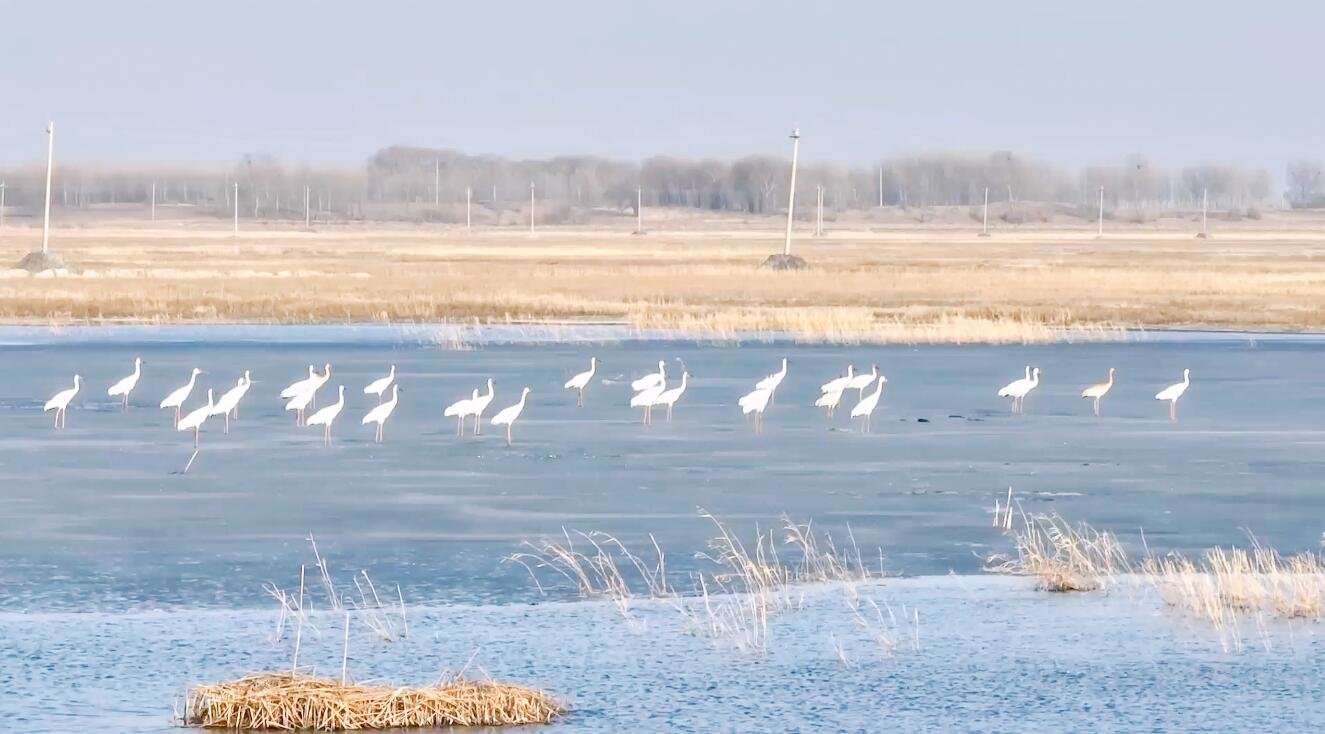 “念念鄱湖 候鸟北迁”江西鄱阳湖候鸟北迁直播活动在永修吴城举行