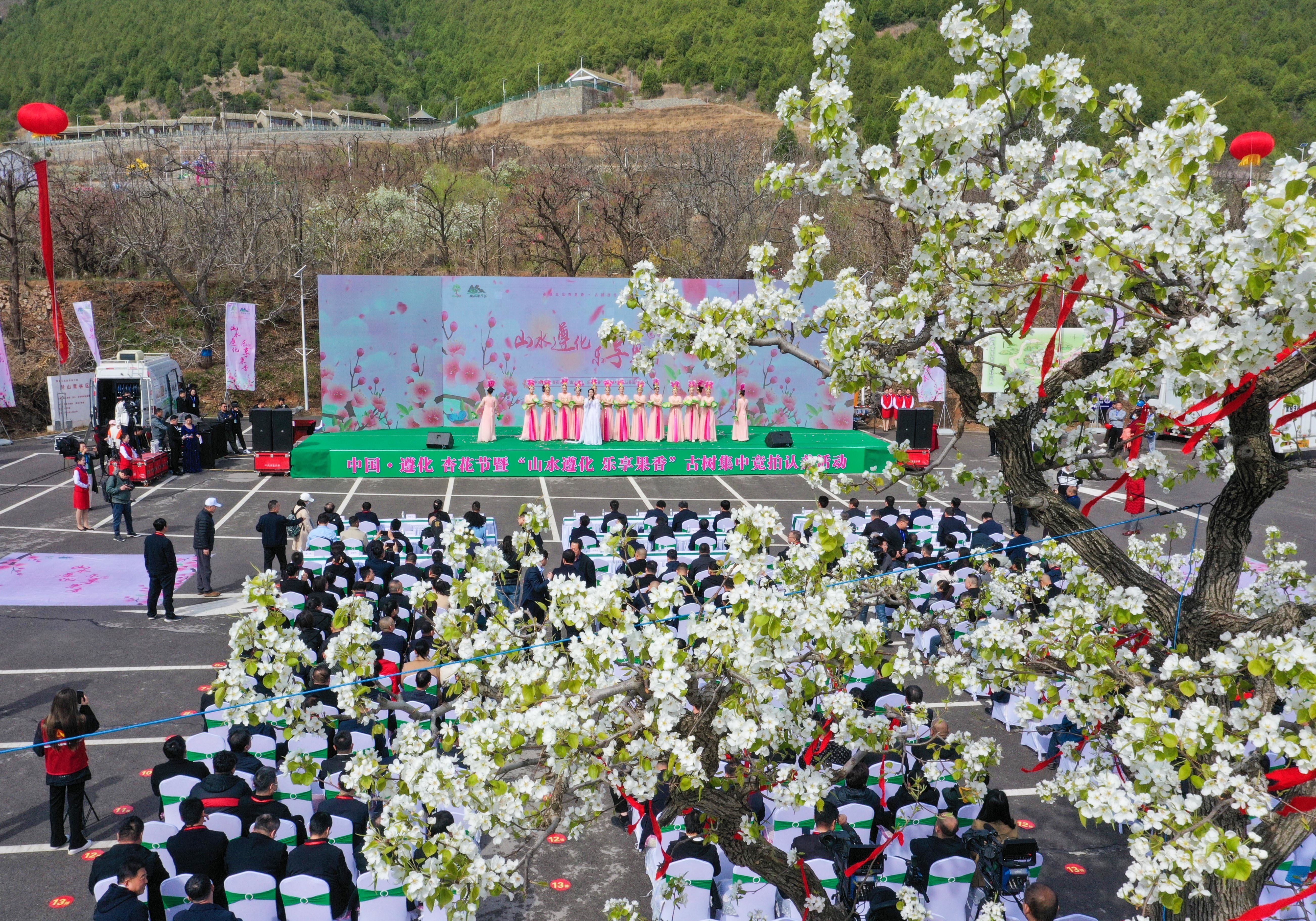 遵化市杏花节暨古树集中竞拍认养活动现场 摄影：徐志刚
