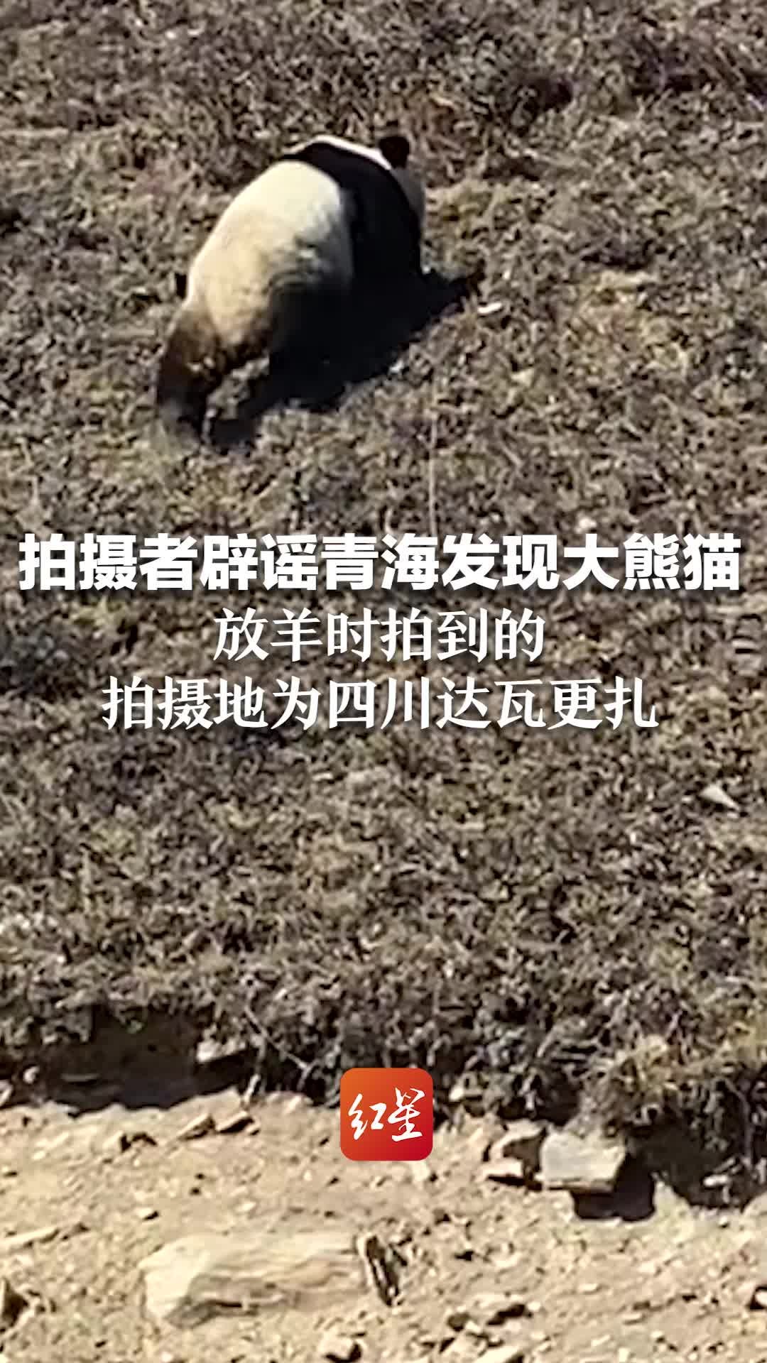 拍摄者辟谣青海发现大熊猫 放羊时拍到的 拍摄地为四川达瓦更扎