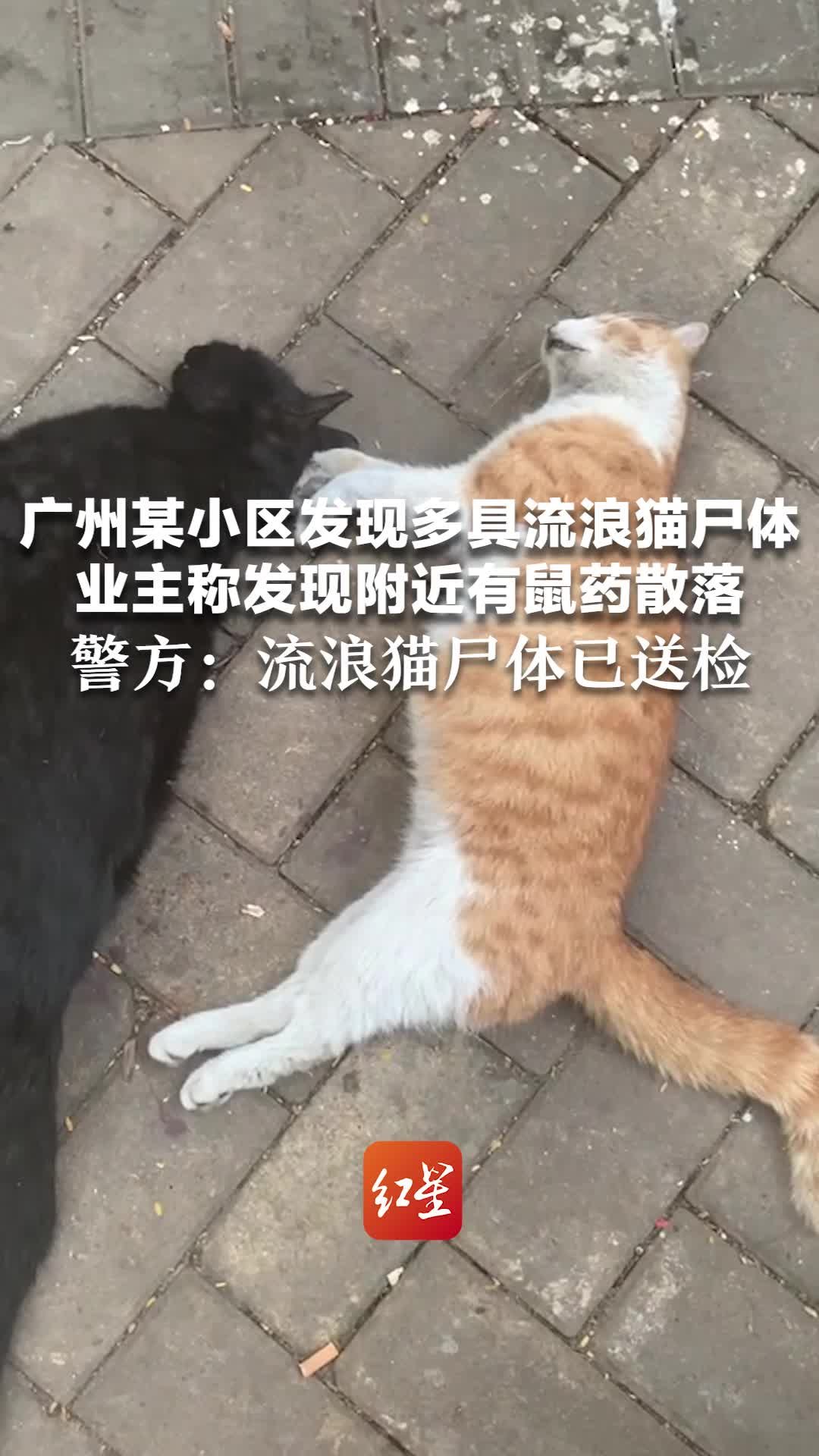 广州某小区发现多具流浪猫尸体，业主称发现附近有鼠药散落，警方：流浪猫尸体已送检