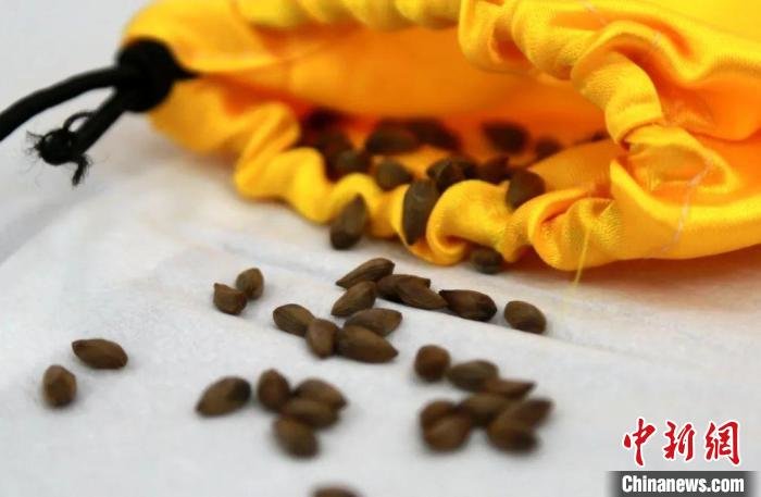 图为种子。 西北农林科技大学供图