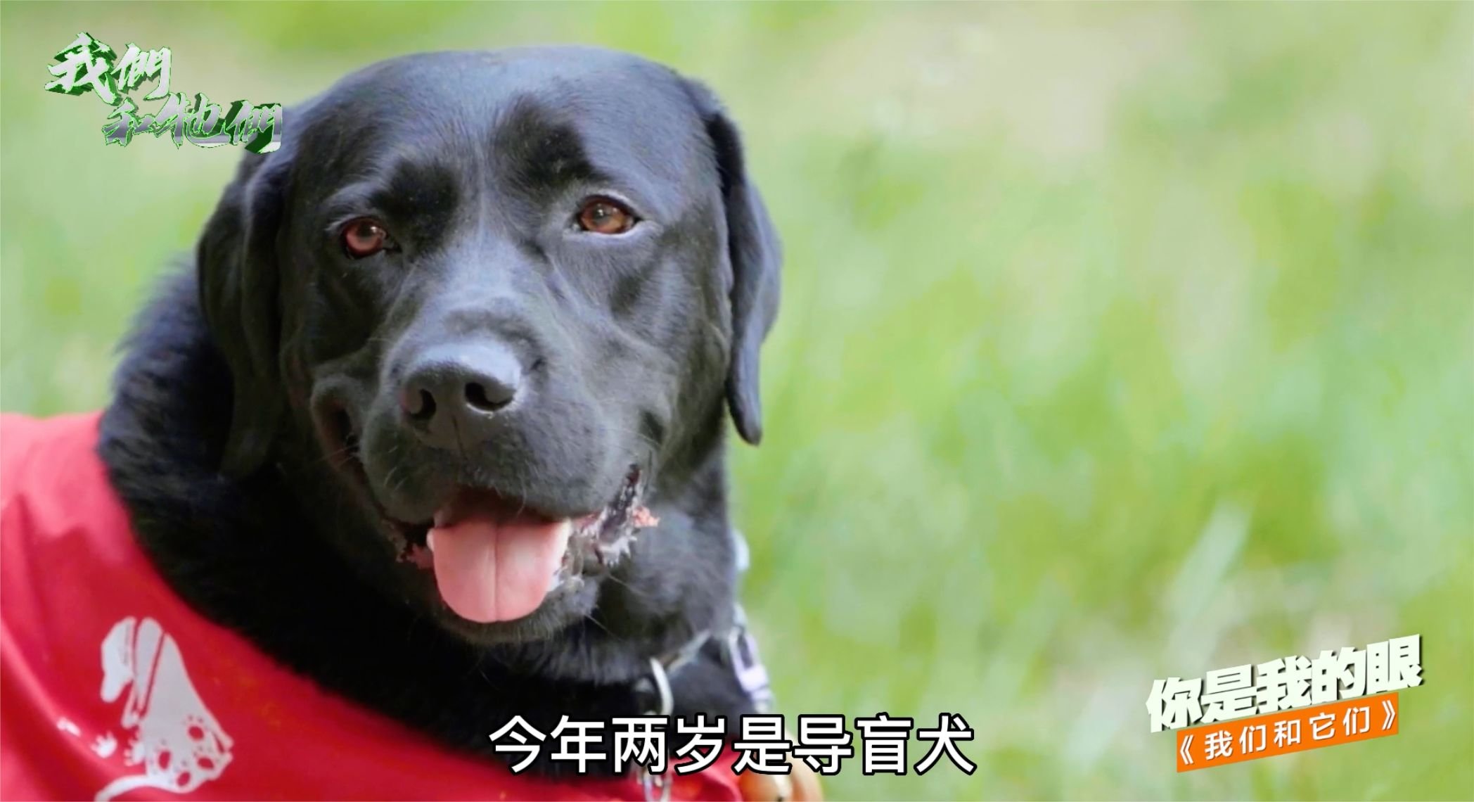 探秘导盲犬如何带领主人安全出行