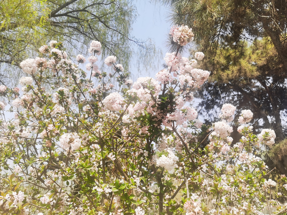 不入金城“花花世界” 怎知春色如许？