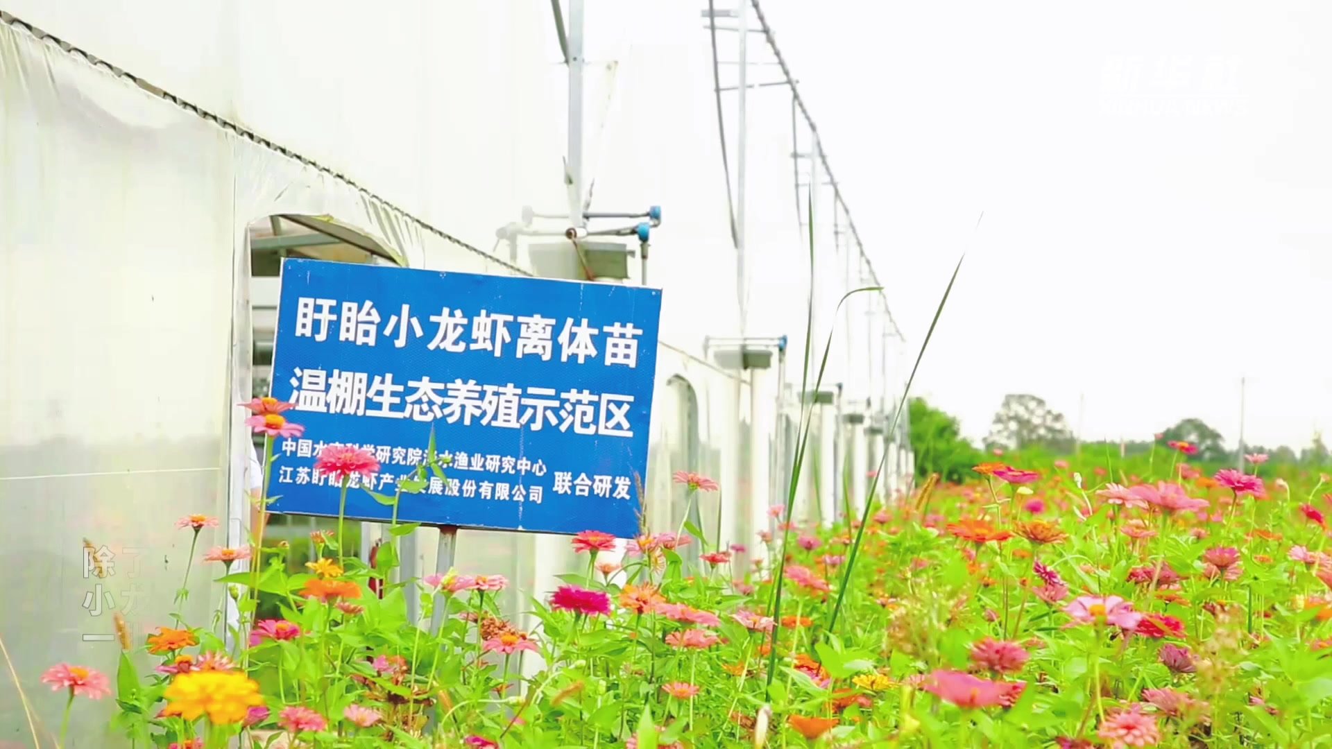 江苏淮安：“小龙虾经济”红火背后的绿色动能